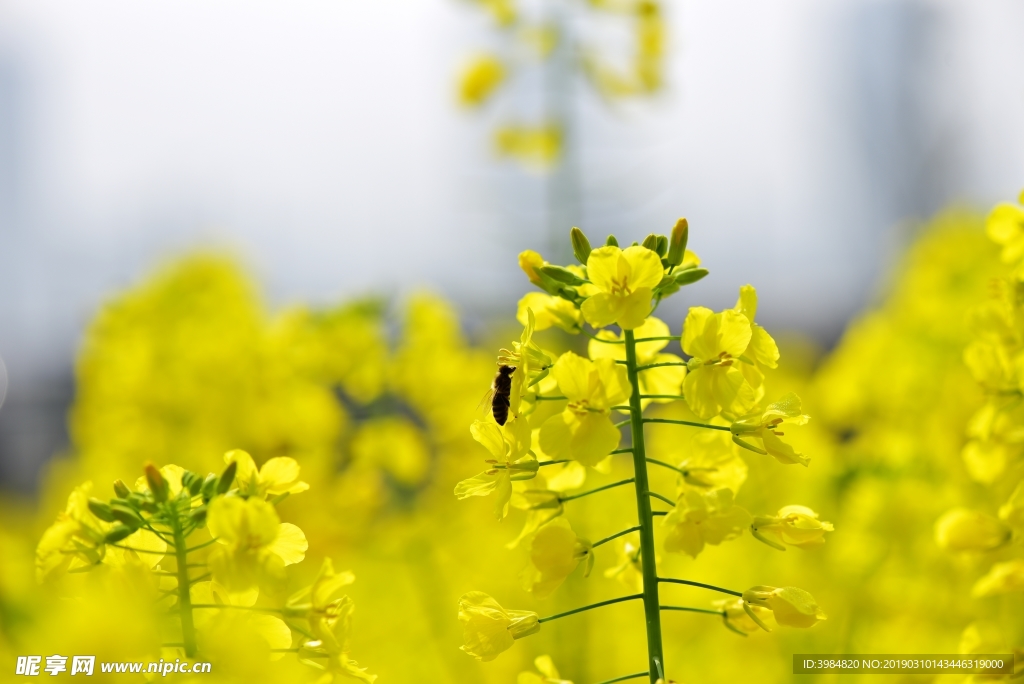 油菜花