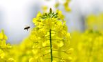 油菜花