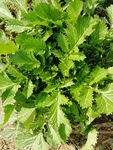 青菜 绿叶 绿色 野菜 菜叶