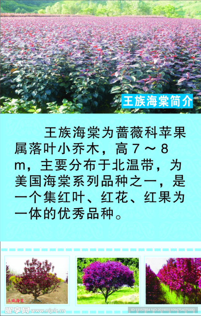 海棠展板