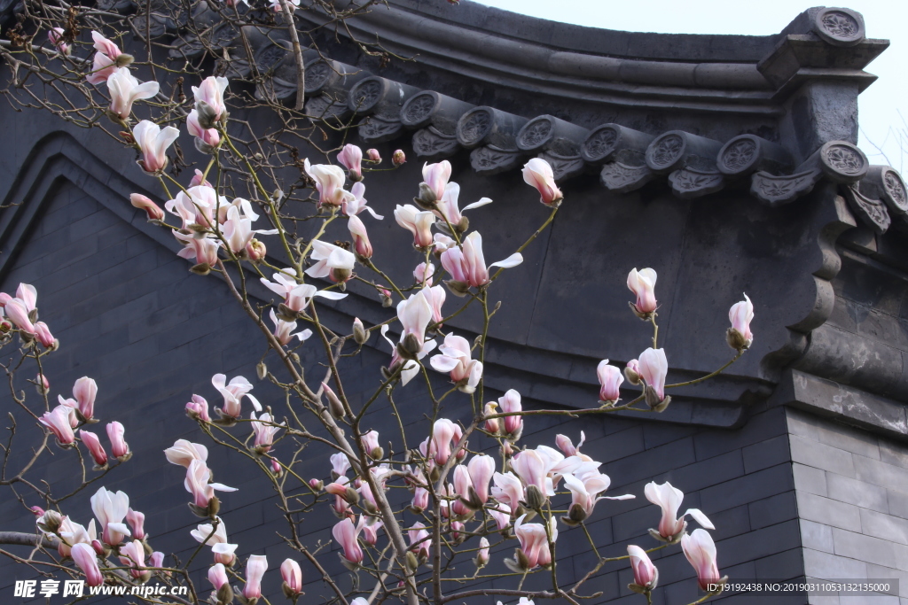 望春玉兰