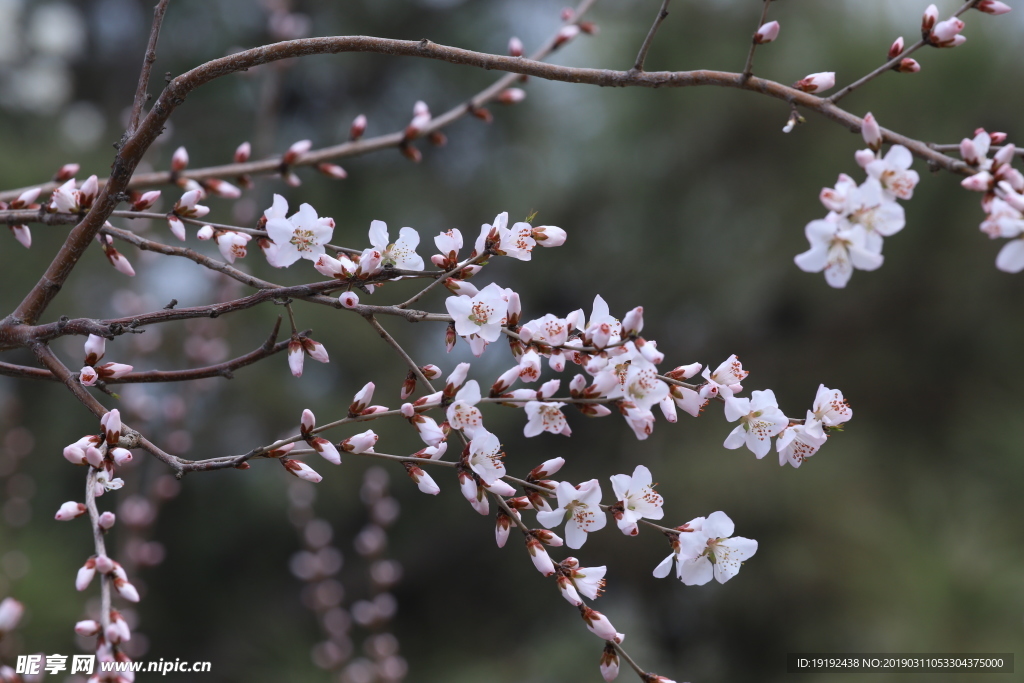 初春山桃花