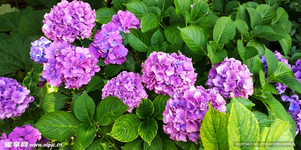 日本 紫阳花