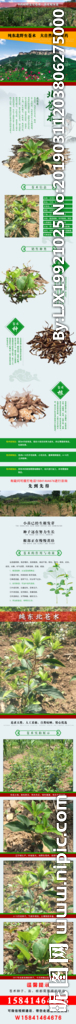 苍术药材详情页