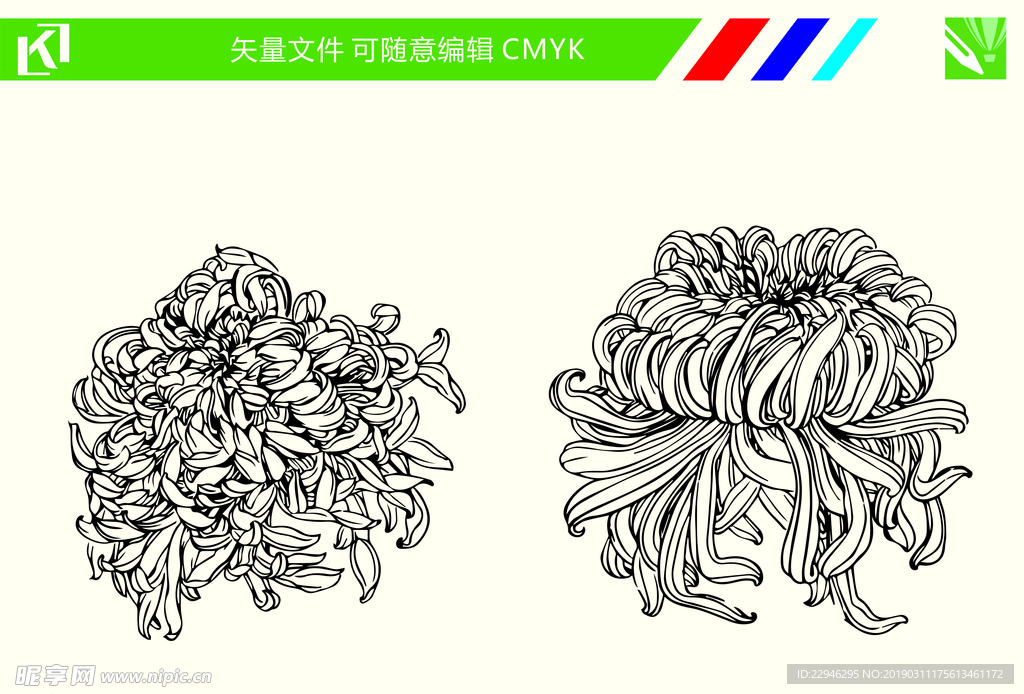 菊花手绘线条图