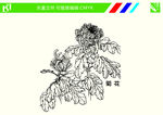 菊花手绘线条图