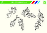 菊花手绘线条图