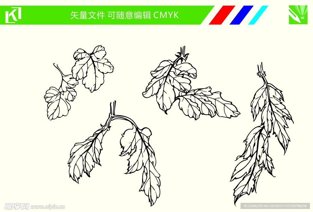 菊花手绘线条图