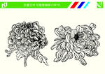 菊花手绘线条图