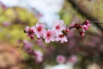 春天樱花