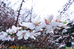 春天樱花