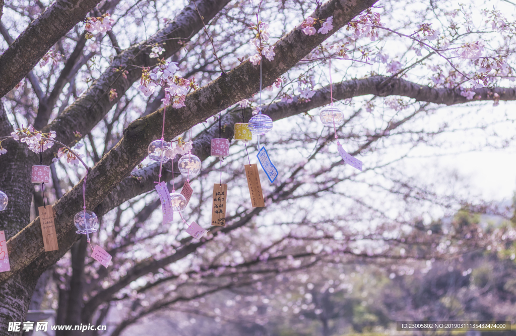 春天樱花