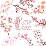 樱花桃花