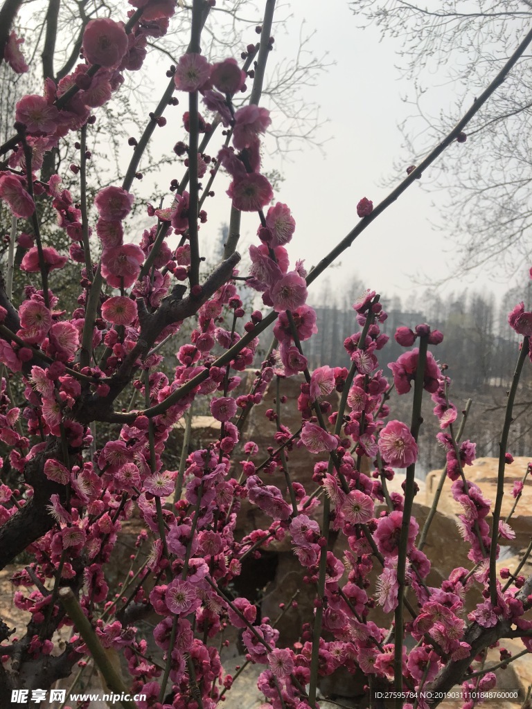 梅花