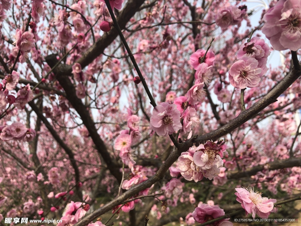 梅花