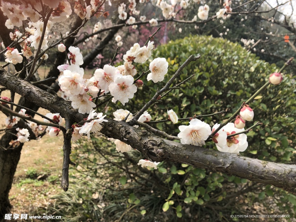 梅花
