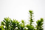 绿色清新植物背景素材
