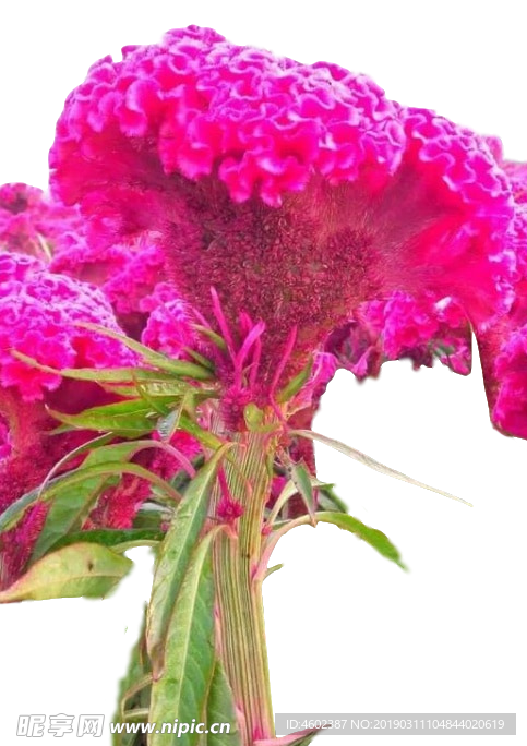 鸡冠花