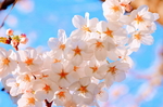 阳光下的桃花