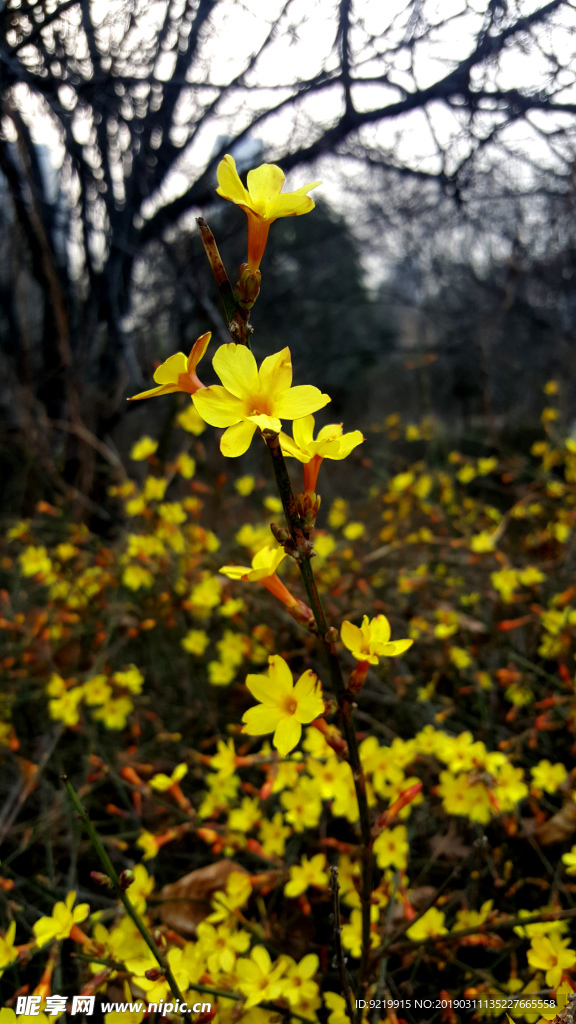 一支迎春花