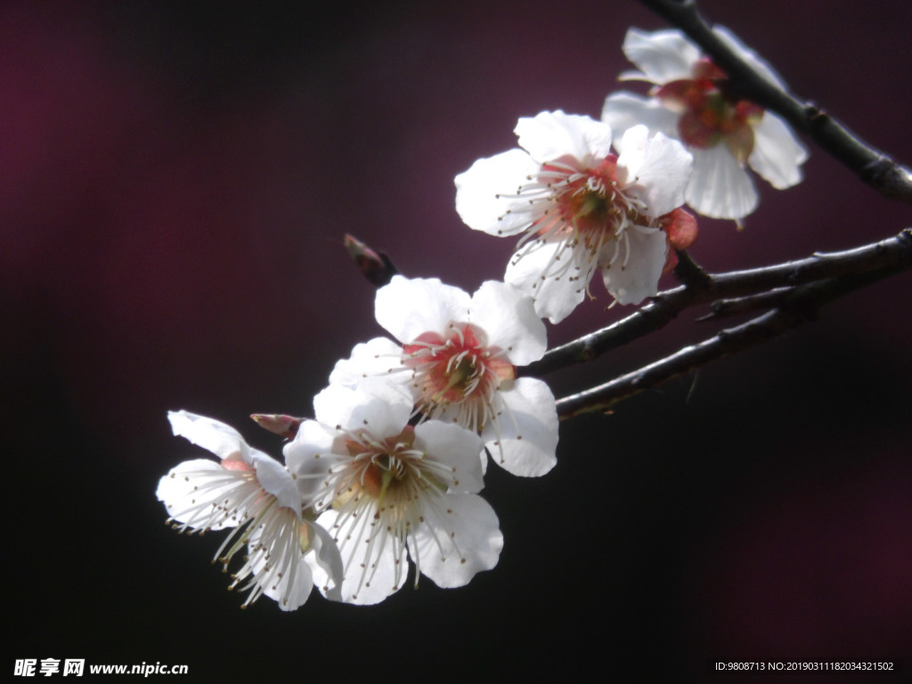 梅花