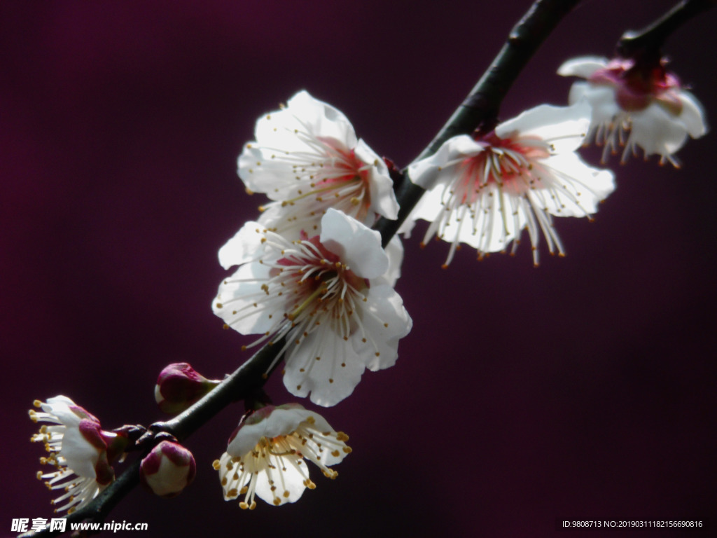 梅花