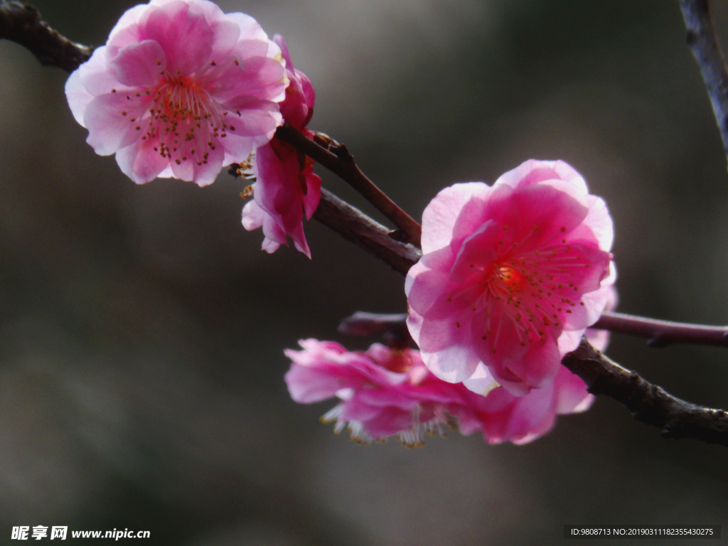梅花