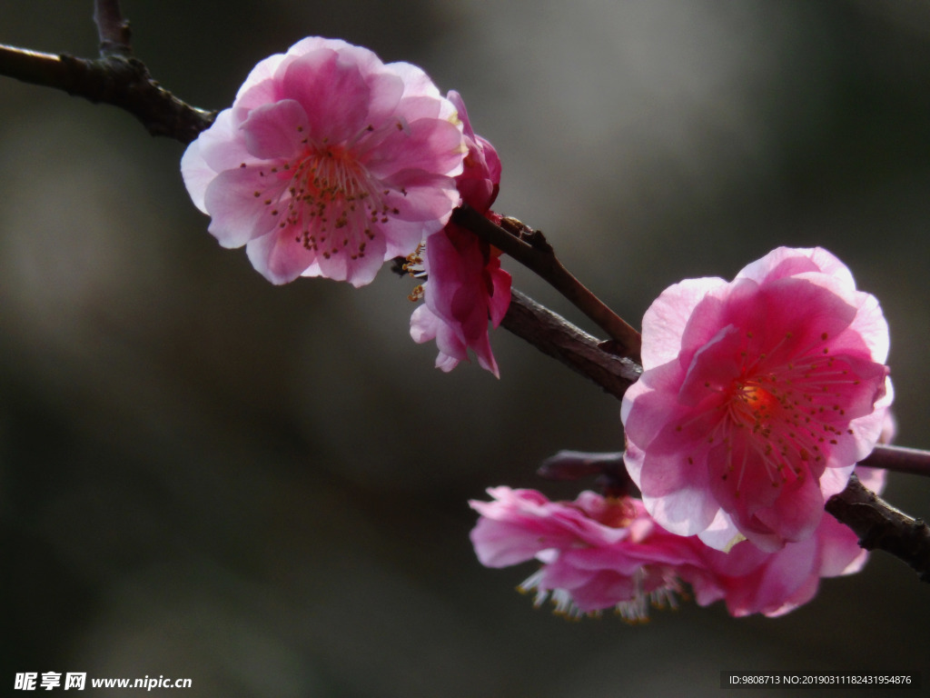 梅花