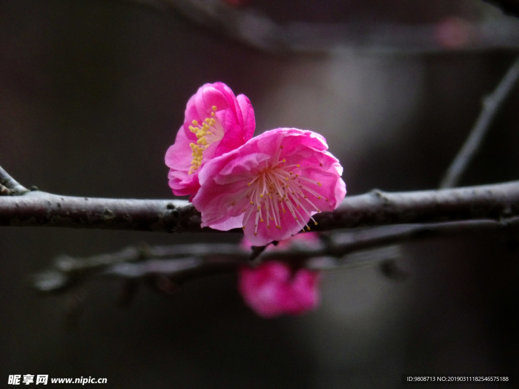 梅花
