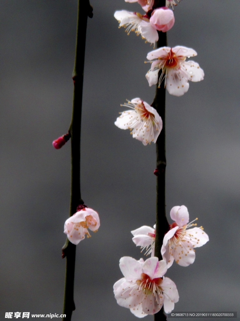 梅花