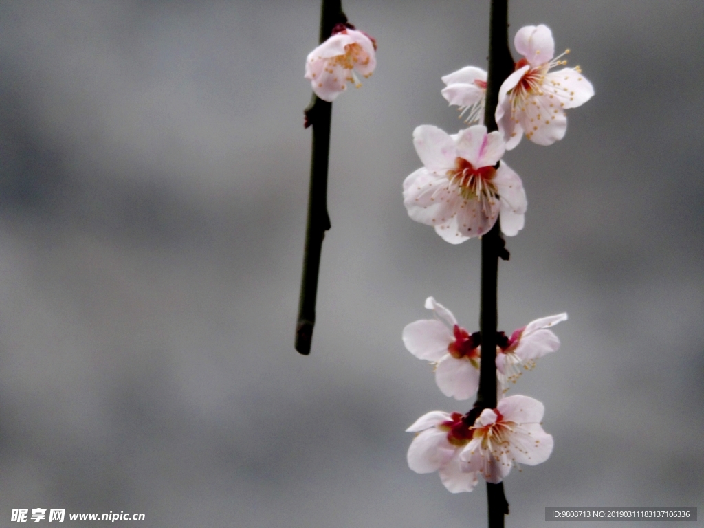 梅花