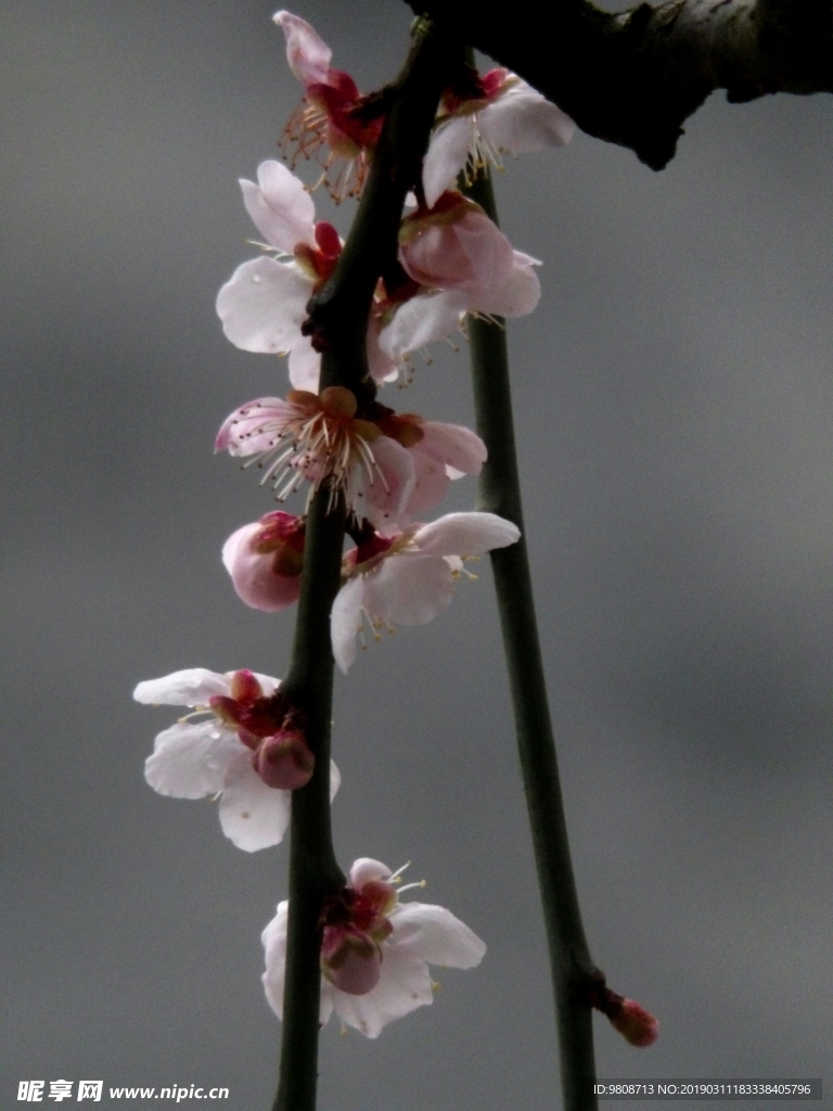 梅花