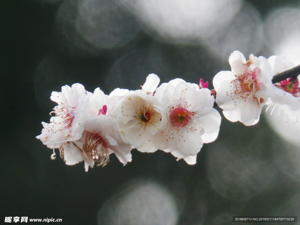 梅花