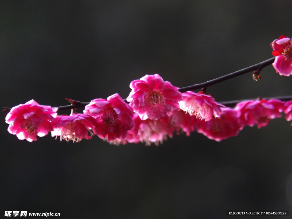 梅花
