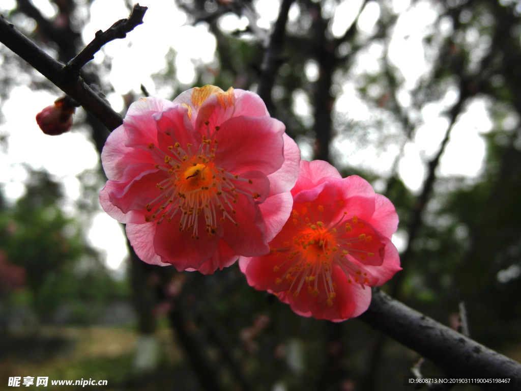 梅花