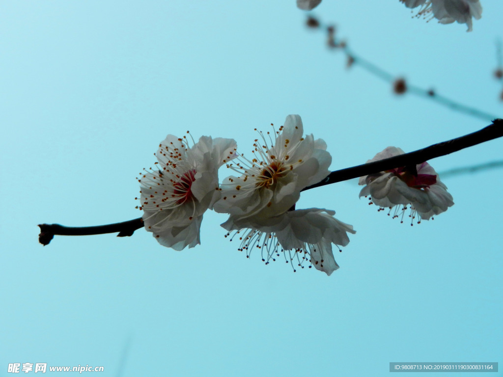 梅花