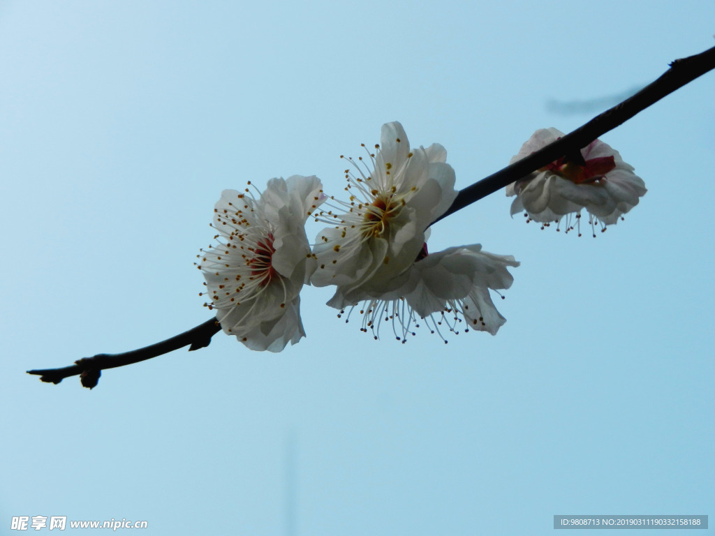 梅花