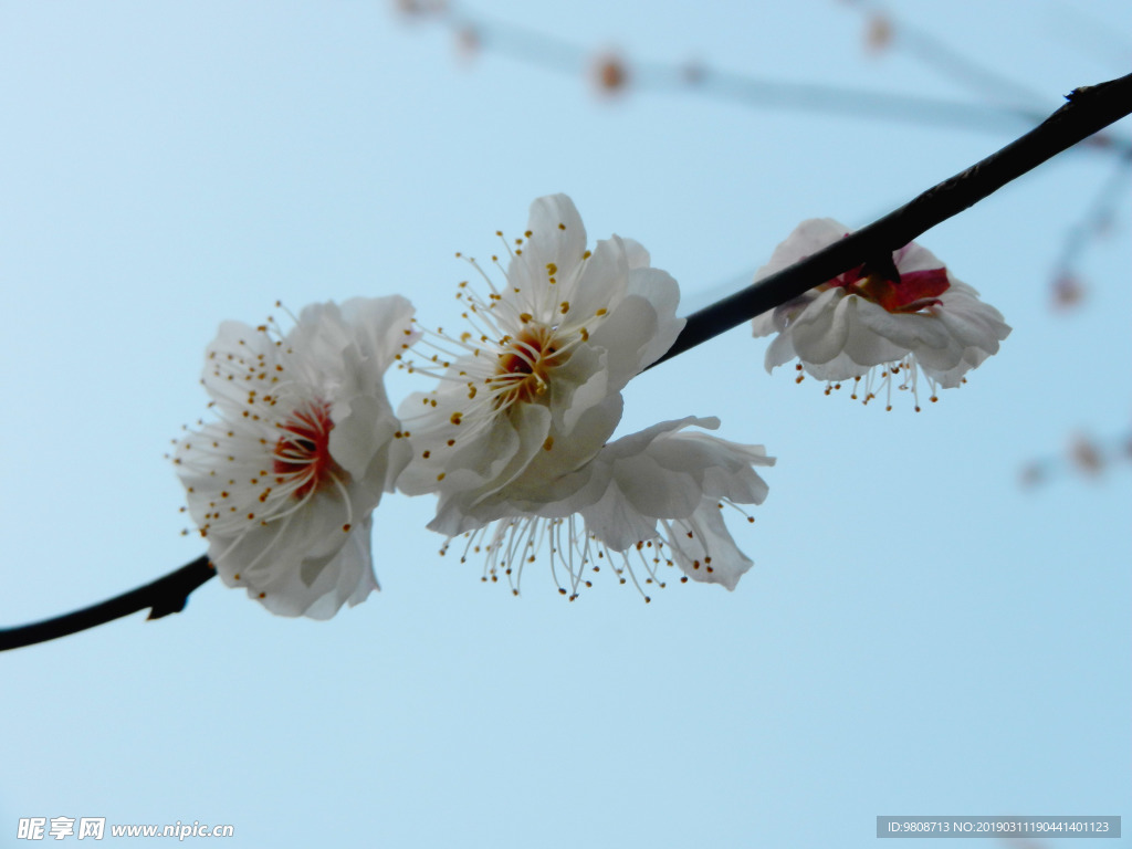 梅花