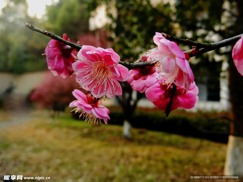 梅花