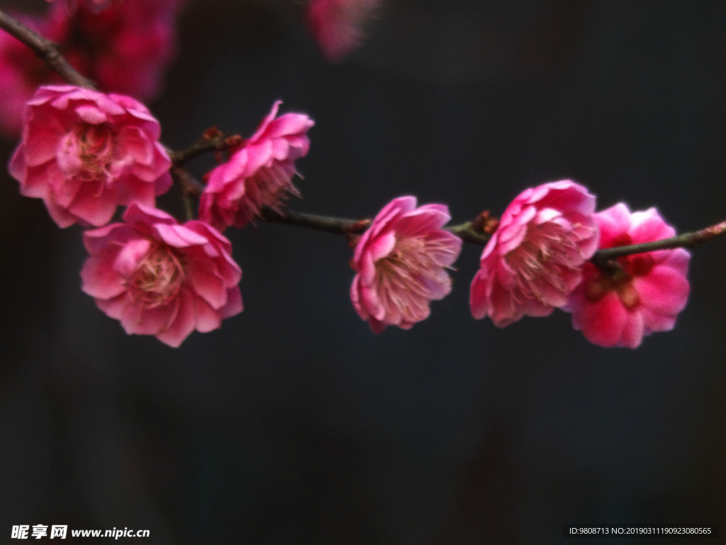 梅花