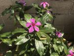 长春花