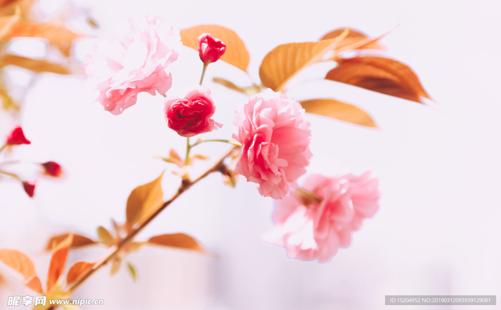 樱花