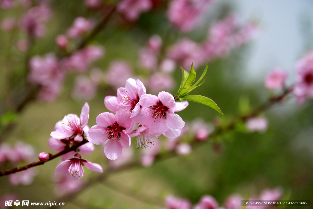 桃花