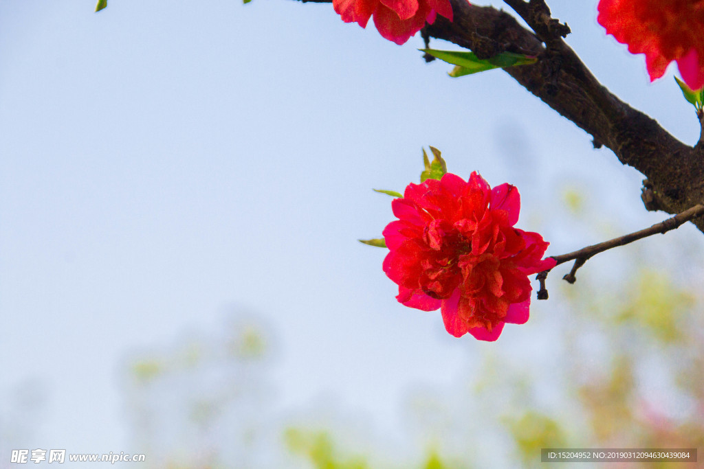 樱花