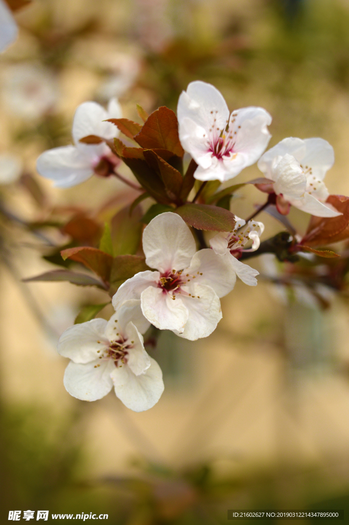 李子花