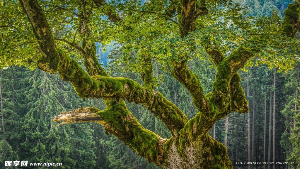 板栗苔森林审美奥地利8k图