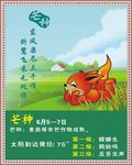 二十四节气 芒种