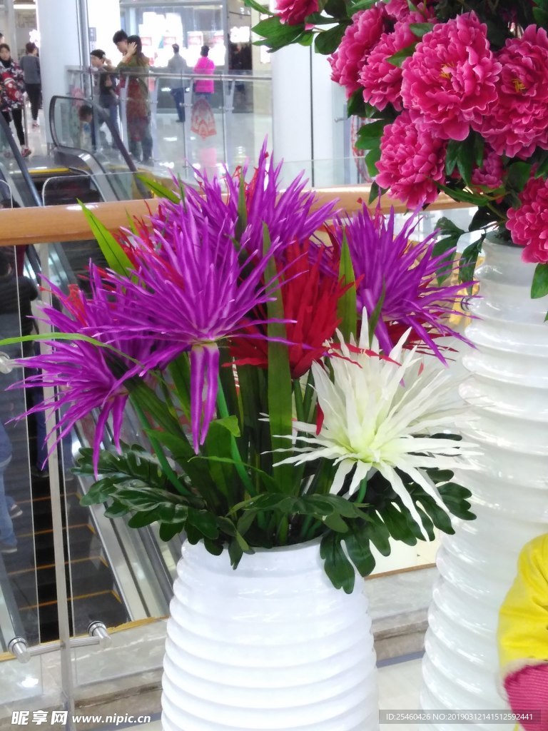 牡丹花容