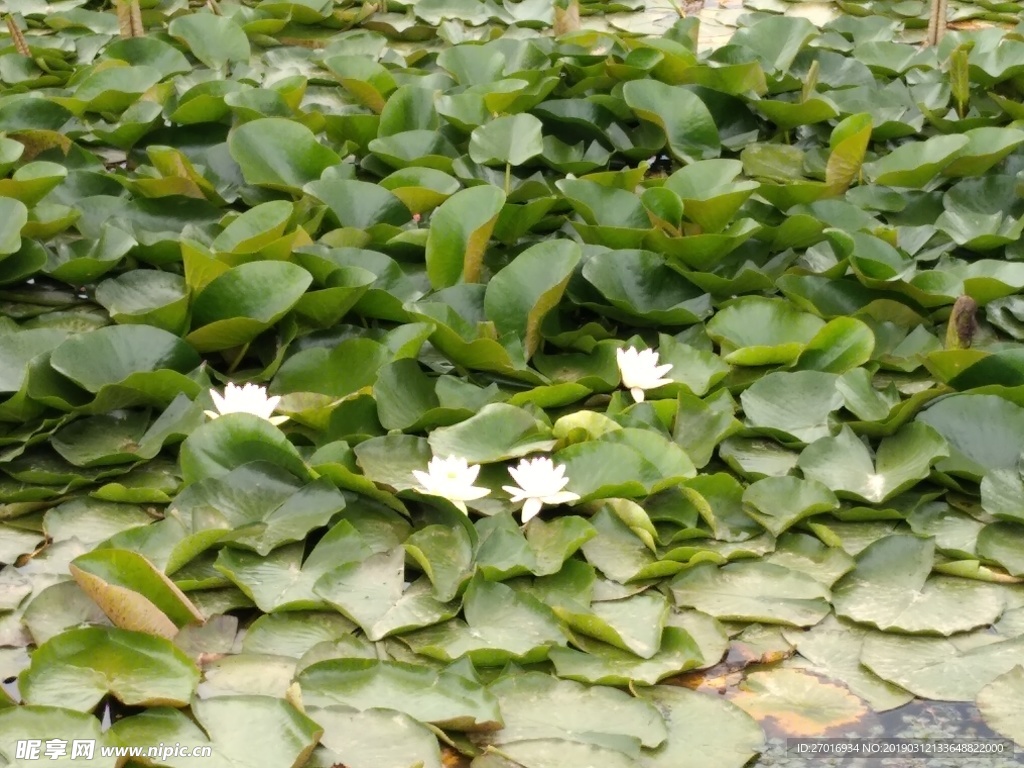 睡莲