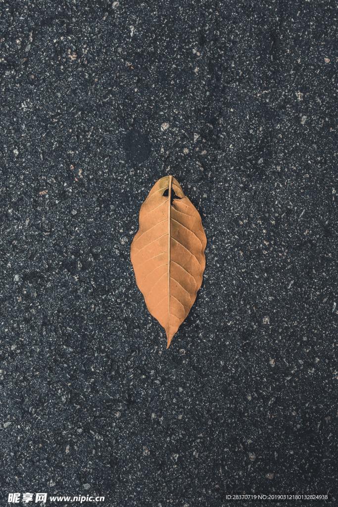 枯叶